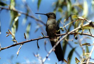 Picaflor gigante, colibrí